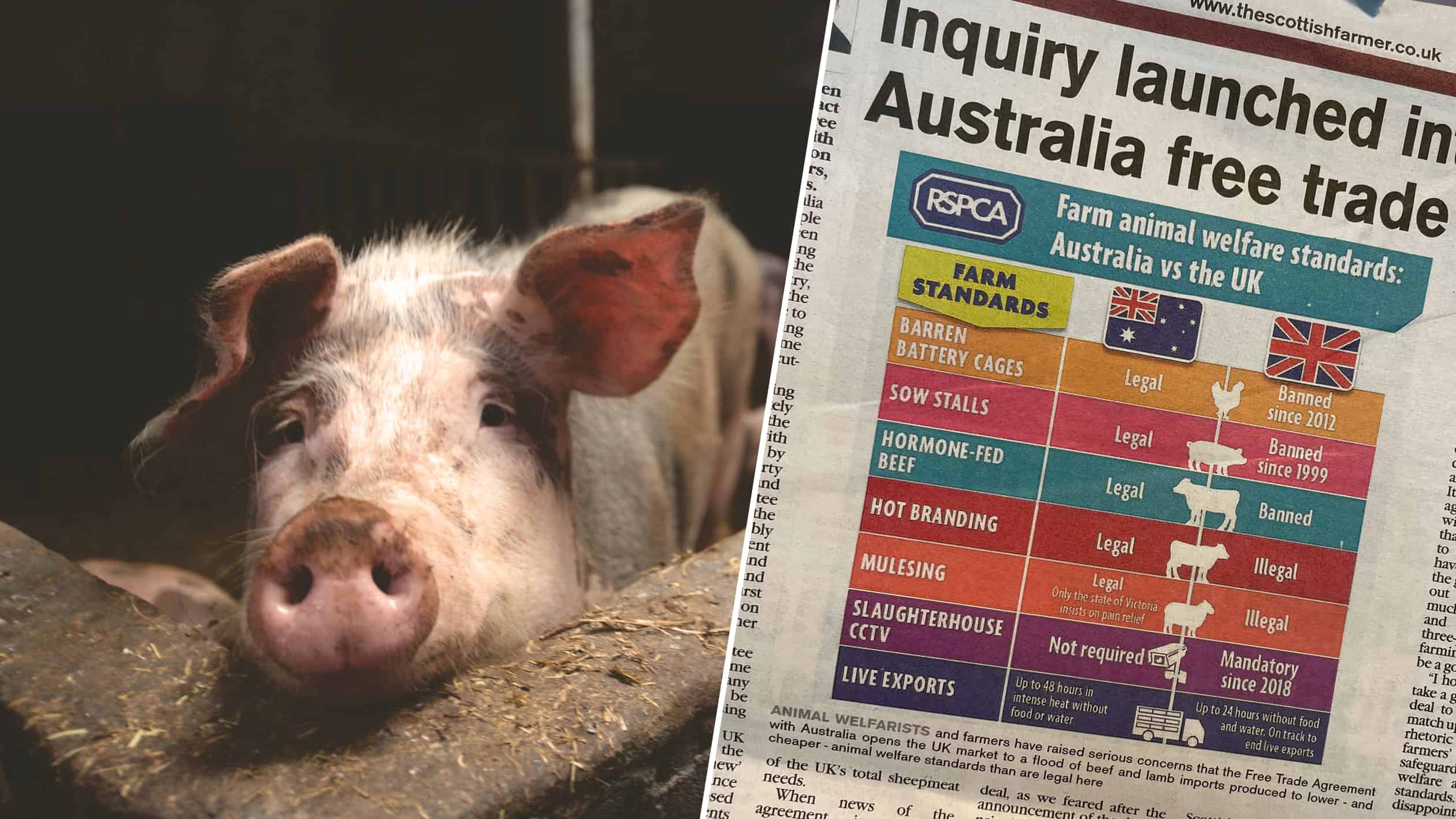 RSPCA analysis of UK government’s trade deal with Australia goes viral