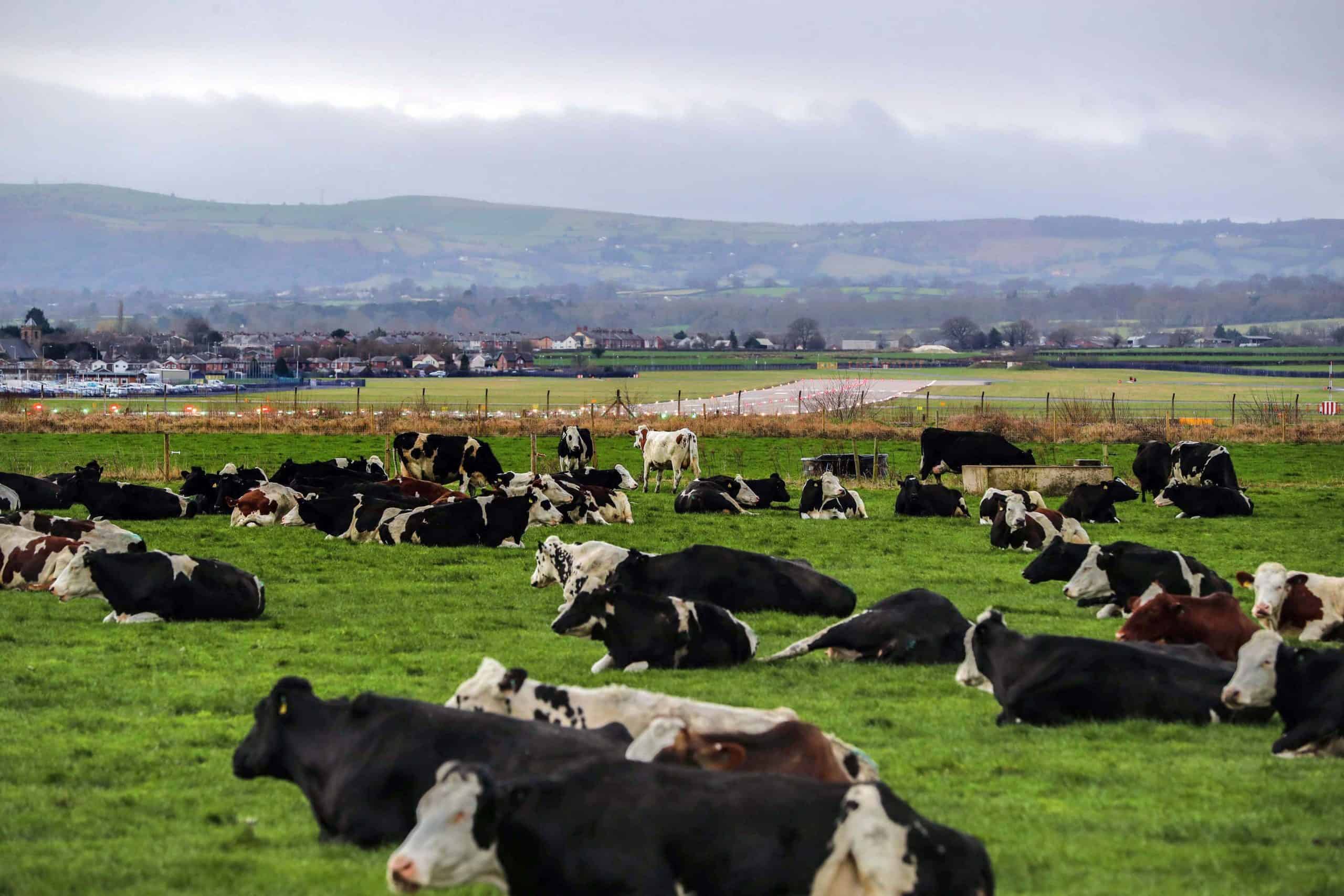 Top Tory MP says Brexit is ‘destroying’ British agriculture