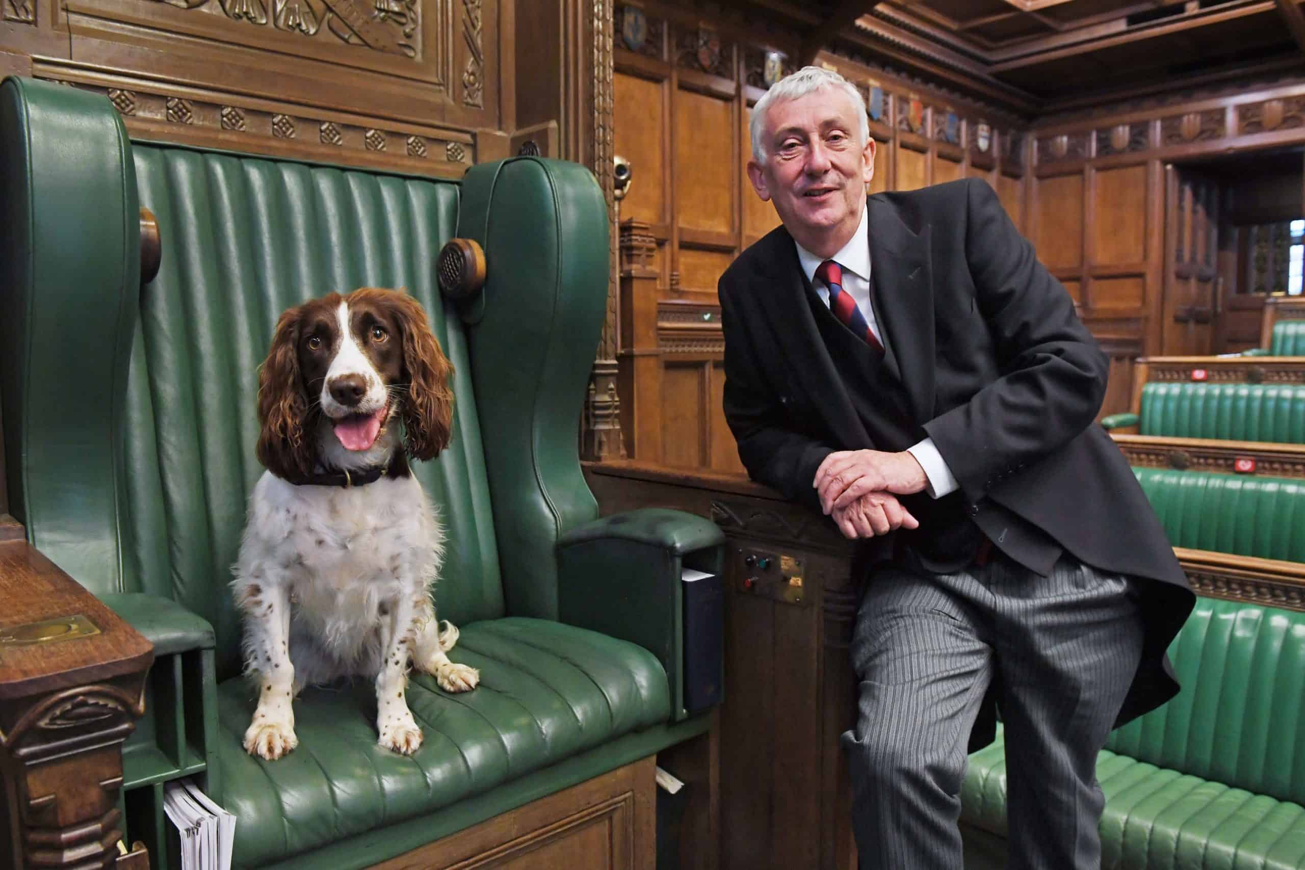 Sniffer dogs deployed to crack down on Commons cocaine use