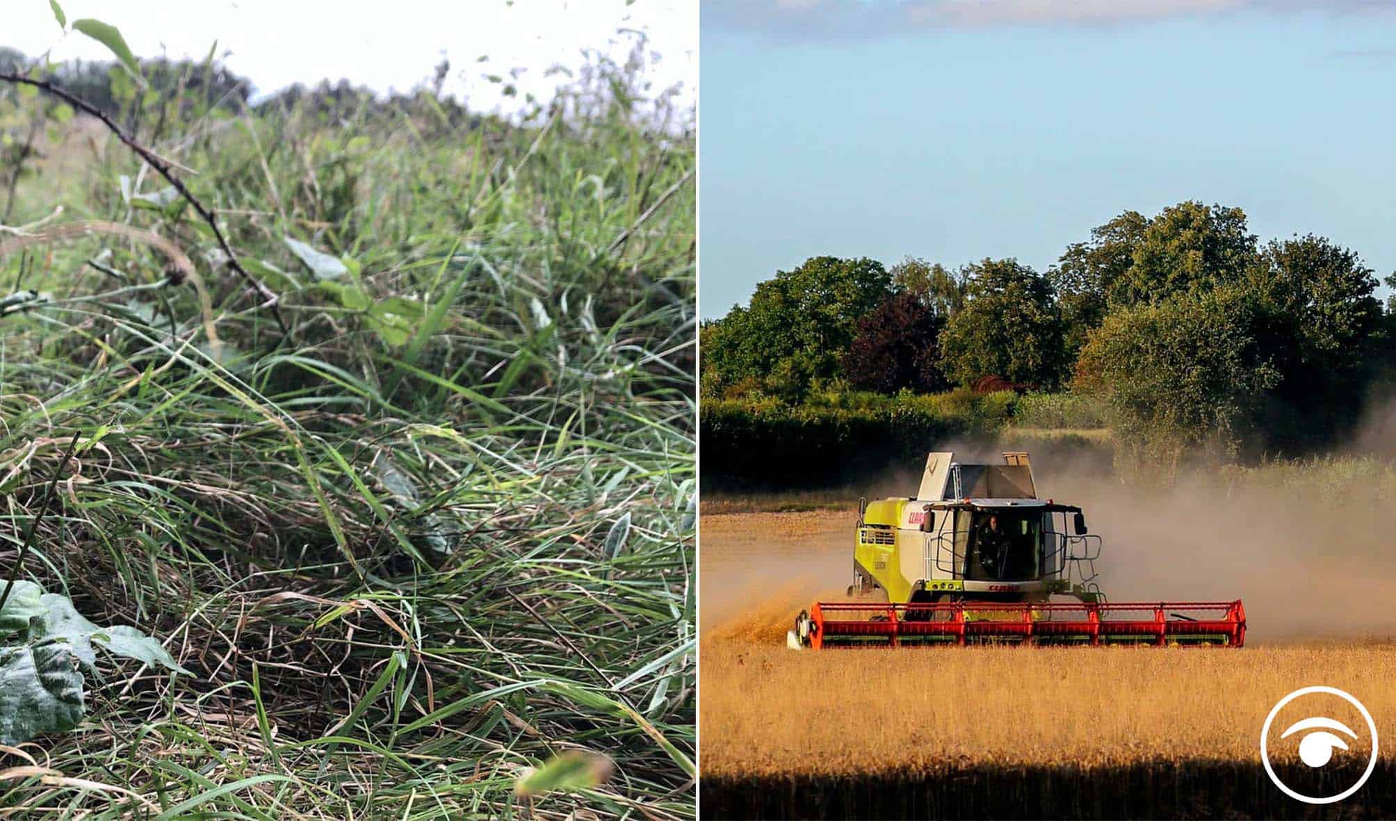 England’s farmers to be paid to rewild land but environmentalists already sceptical