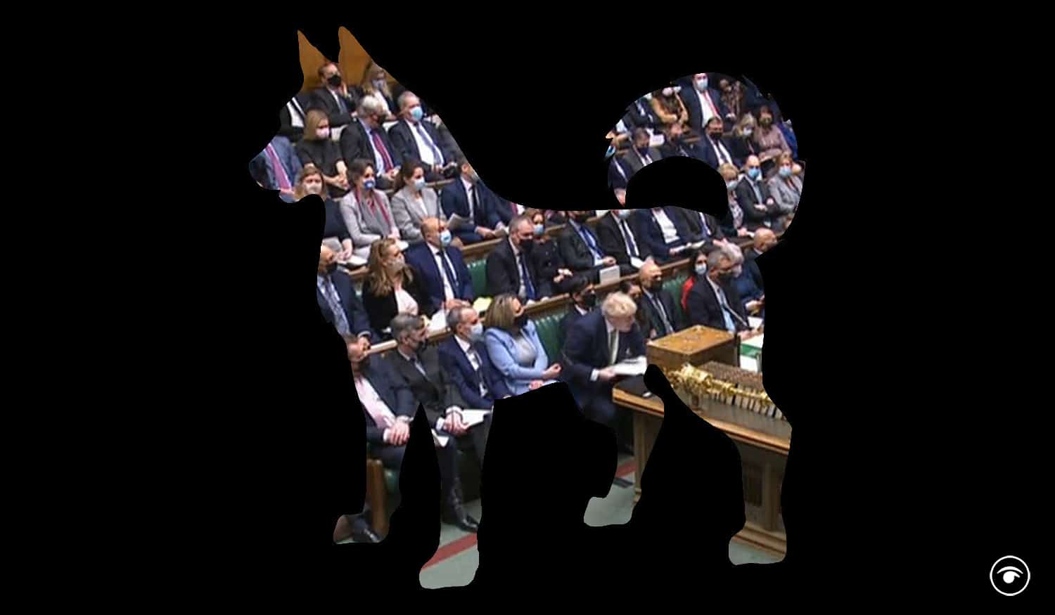 PMQs 19th January – Big Dog mauled by Bury beagle