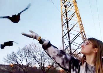 A charity worker releases the bats from a bag. Credit;SWNS