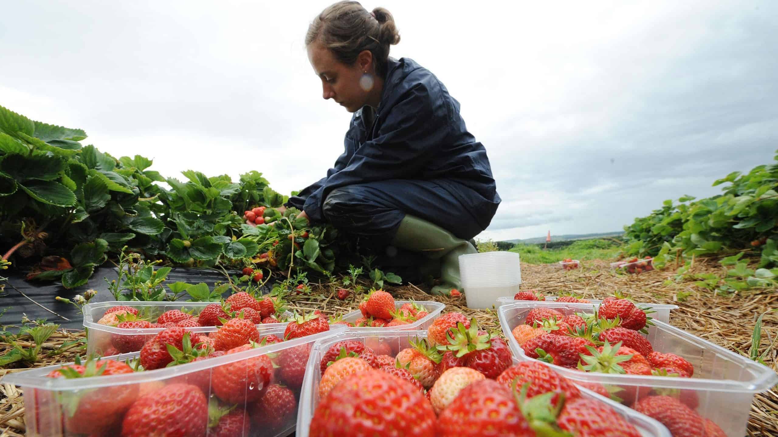 Tories promote fruit picking ‘career opportunities’ amid Brexit labour crisis