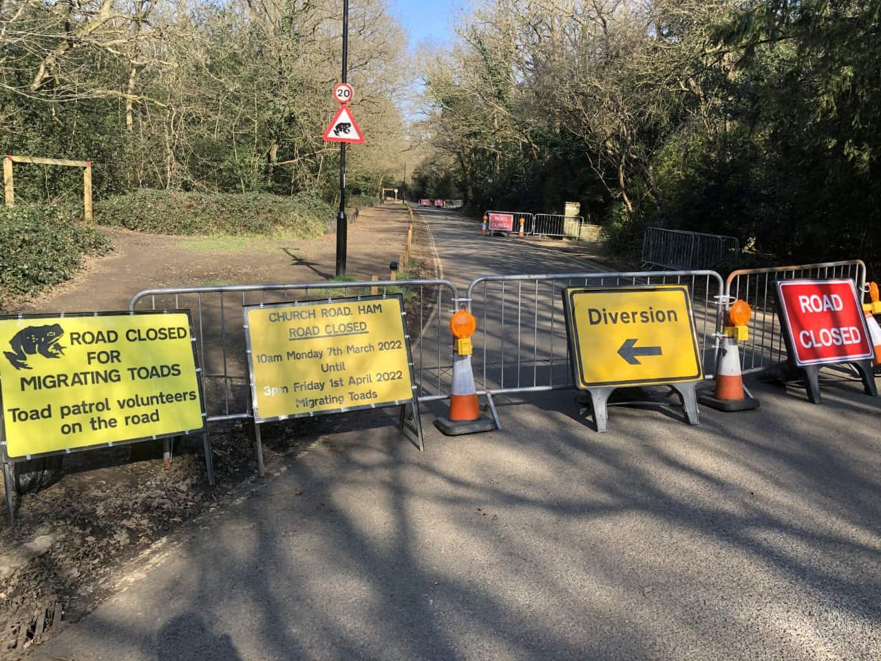 Road closed for more than three weeks to allow toads to cross in safety to ponds where they breed