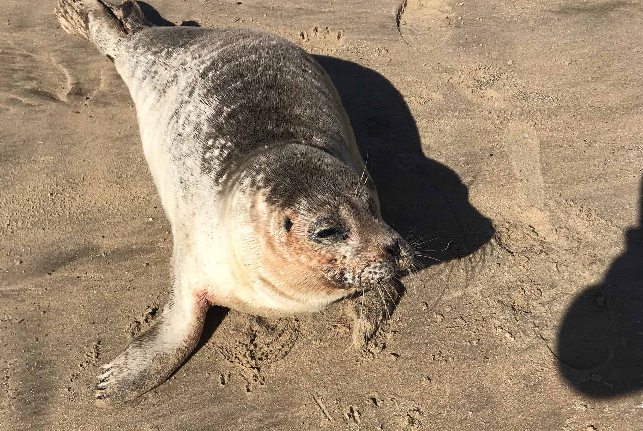 Seals were attacked by beachgoers in unprecedented numbers last weekend, a marine life charity has said