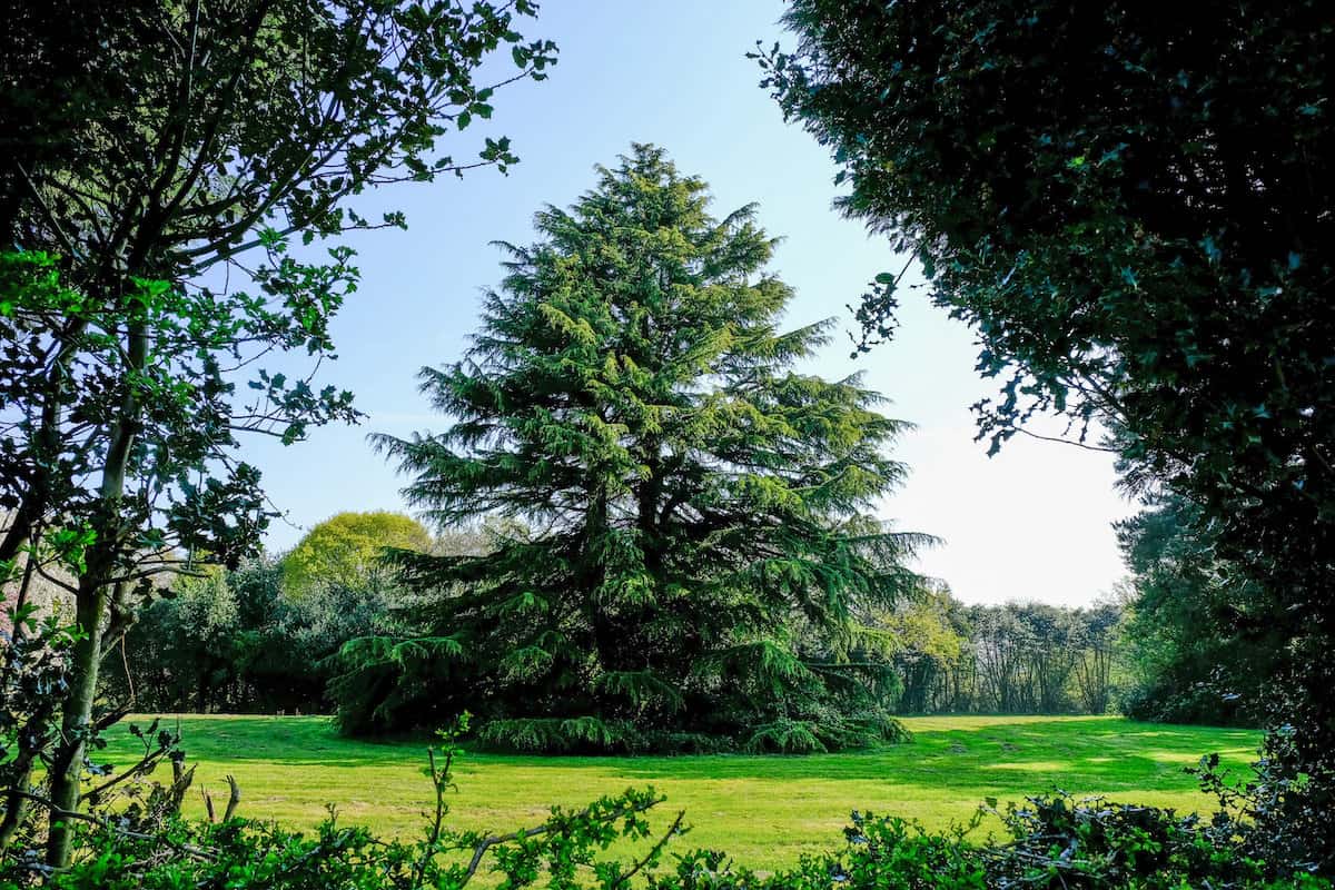 Villagers in bitter row with developers over plans to chop down ‘majestic’ 140-year-old Victorian tree