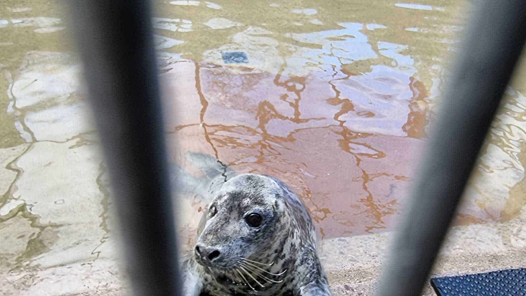 Wild seal in rehab after being fed by beachgoers