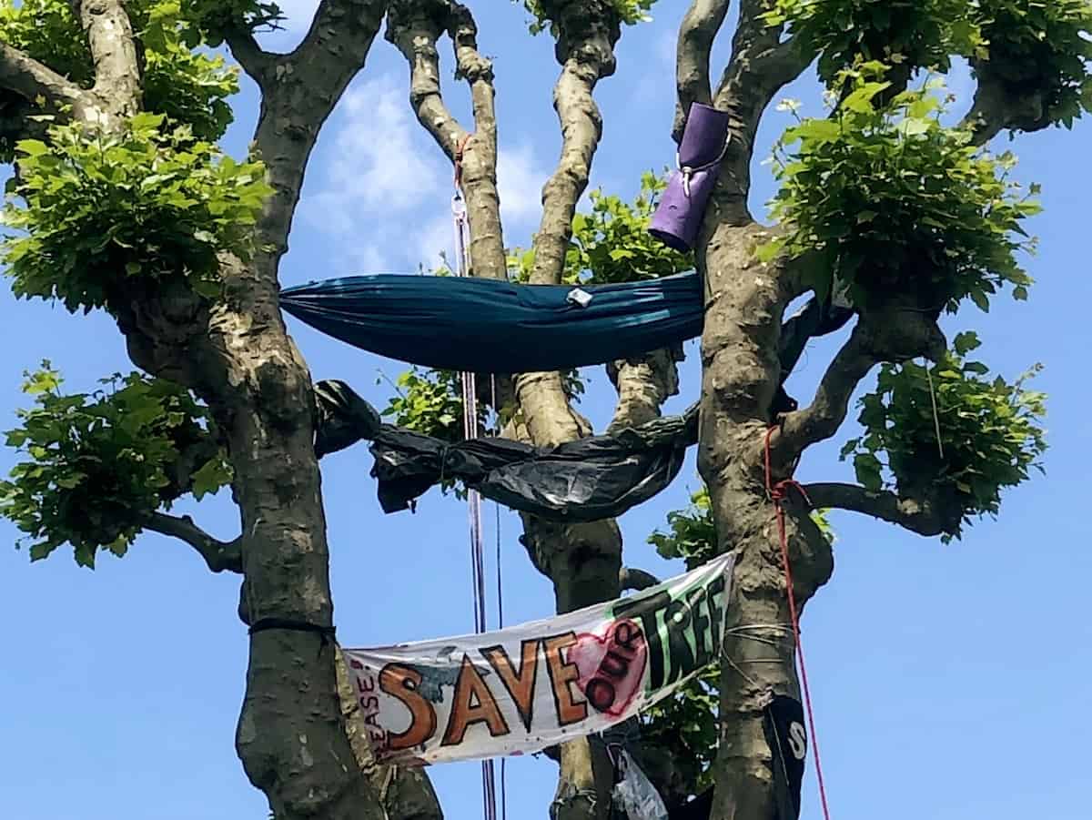 Campaigners battling to save 100-year-old tree from being chopped down – by guarding it day and night