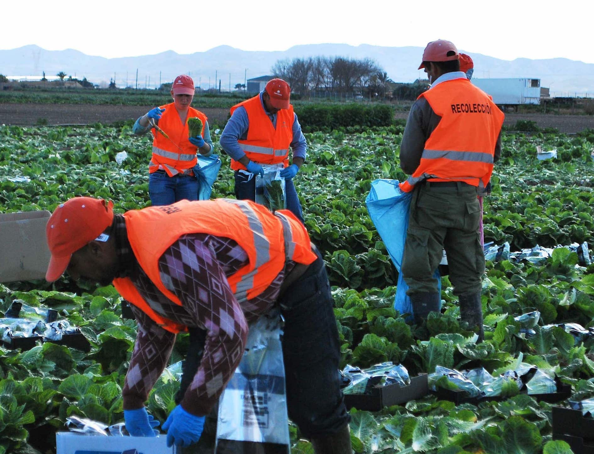 UK faces food shortages as up to 75% of seasonal worker roles unfilled – even Mail admits Brexit a factor