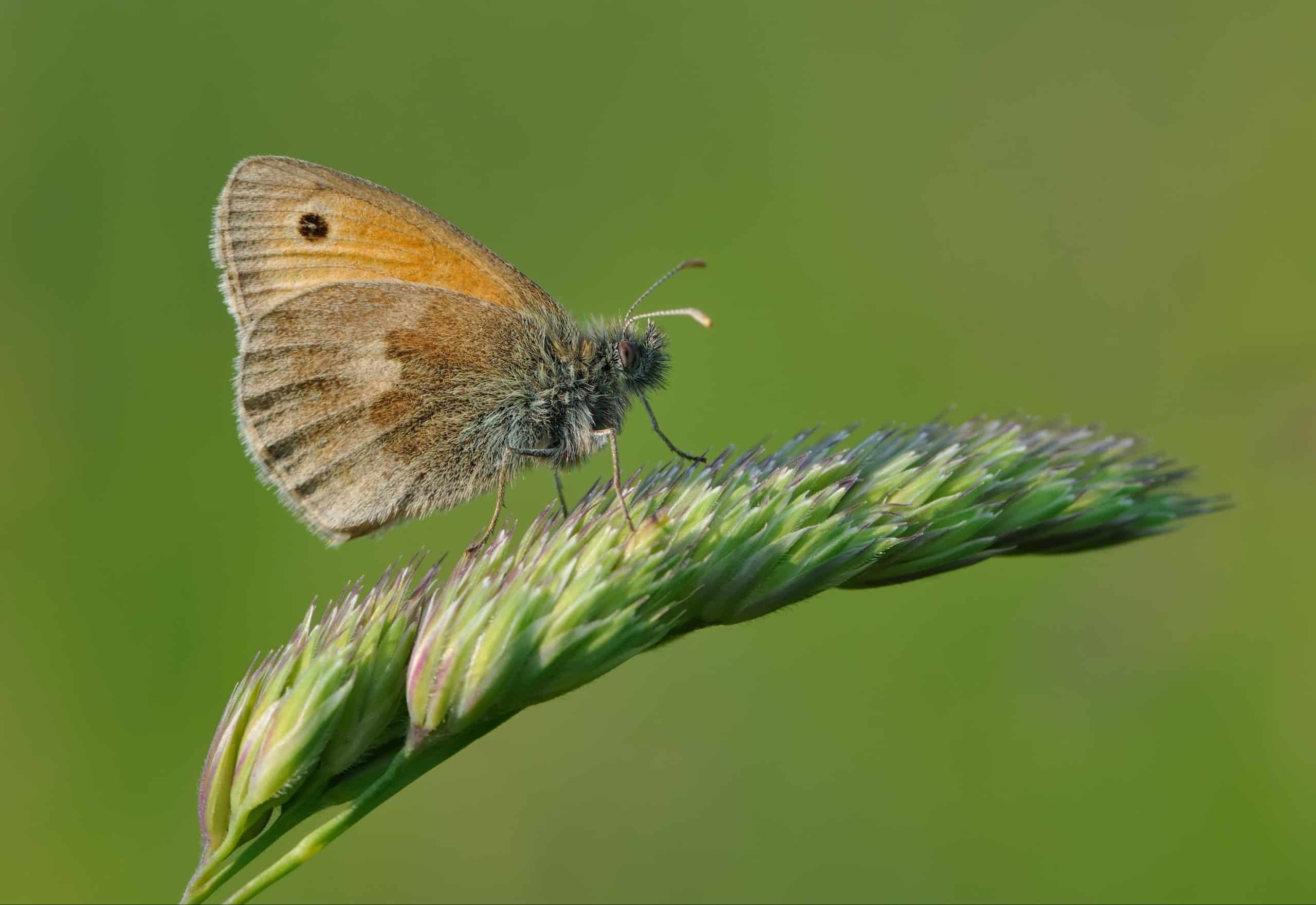 ‘Terrifying’ decline in insects ‘demands a political and a societal response’