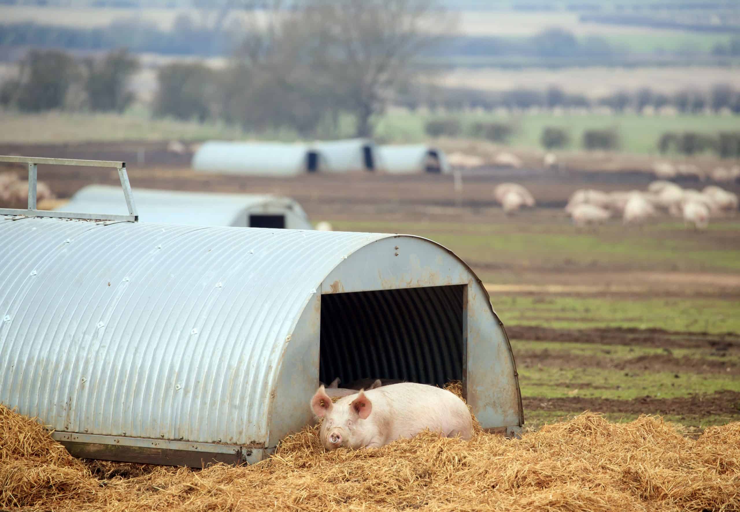 ‘Like turkeys voting for Christmas’: Brexit-voting farmers set to turn their backs on Johnson