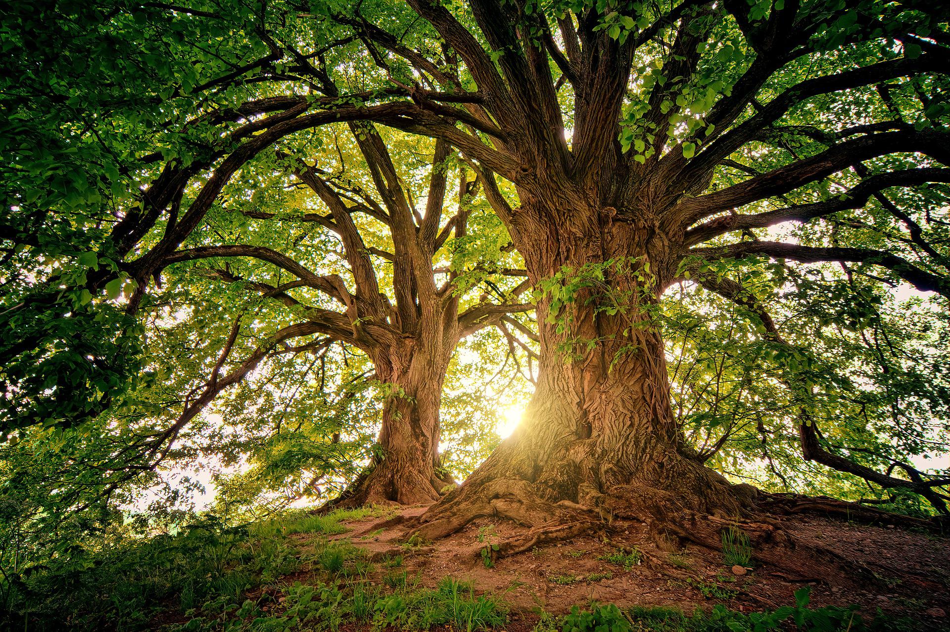 Treeture Creatures and Flowerbuds by Marian Hawkins