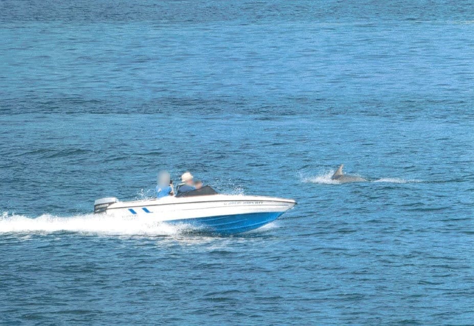 Speedboat owner who ‘corralled’ pod of dolphins convicted in first prosecution under national clampdown