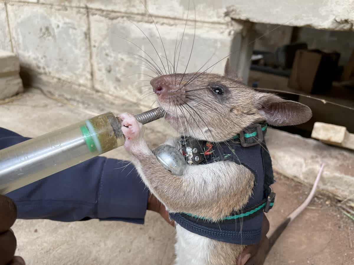 Rats trained to go into earthquake debris wearing tiny backpacks – so rescue teams can talk to survivors