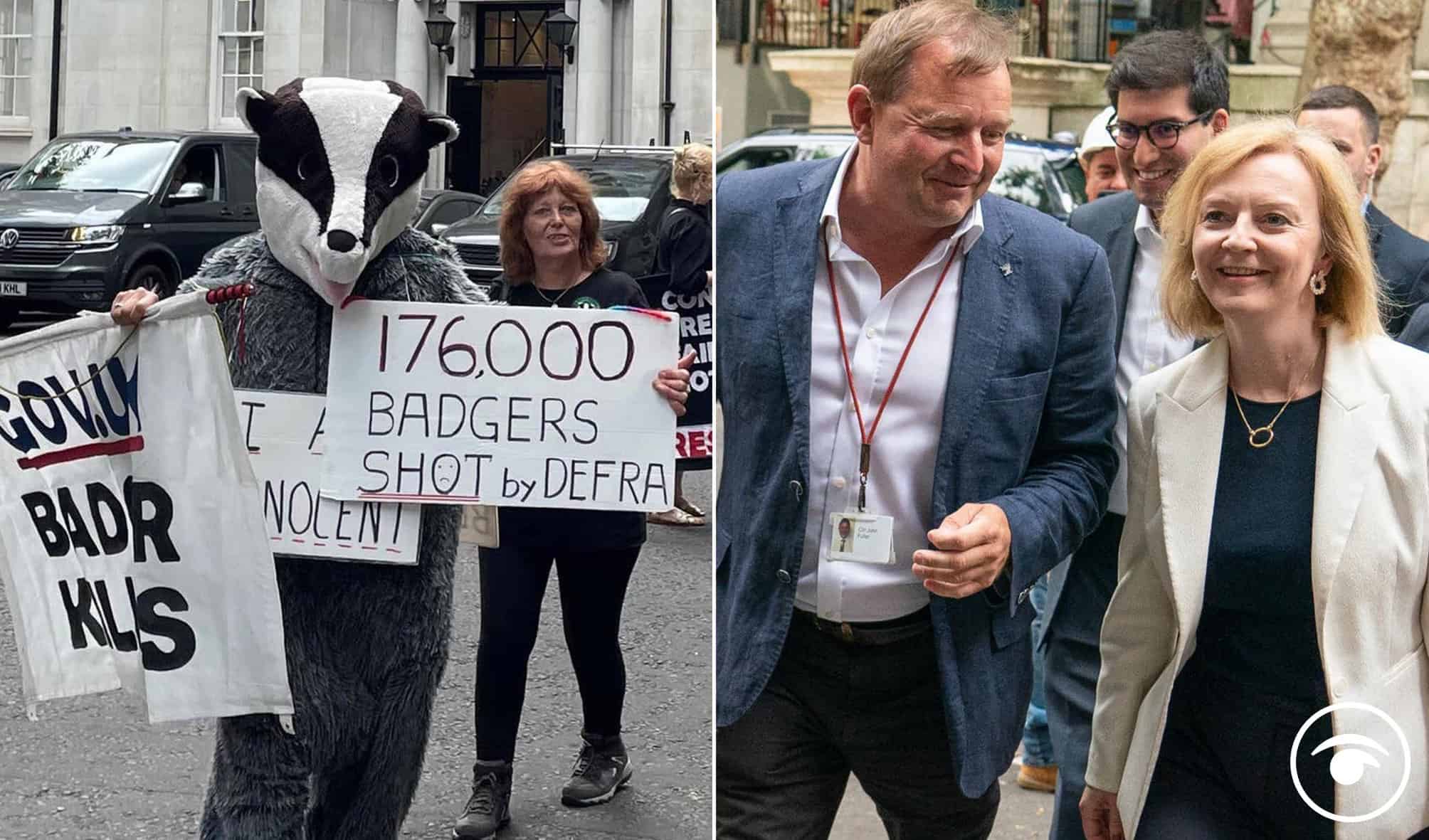 Truss badgered by Badger cull protesters – blaming her for 176,000 dead animals