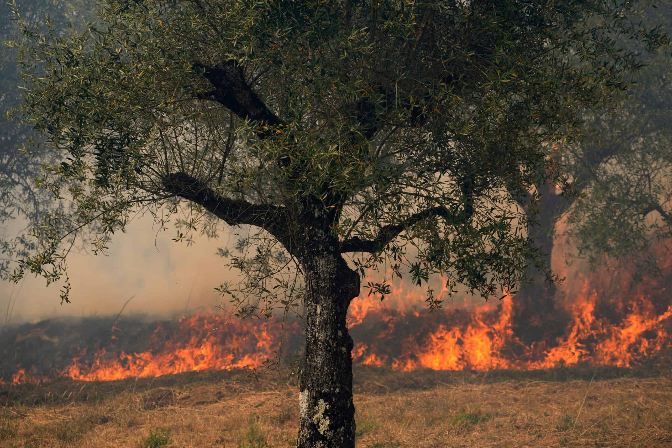 Don’t look up? 96% of Portugal either suffering ‘extreme’ or ‘severe’ drought