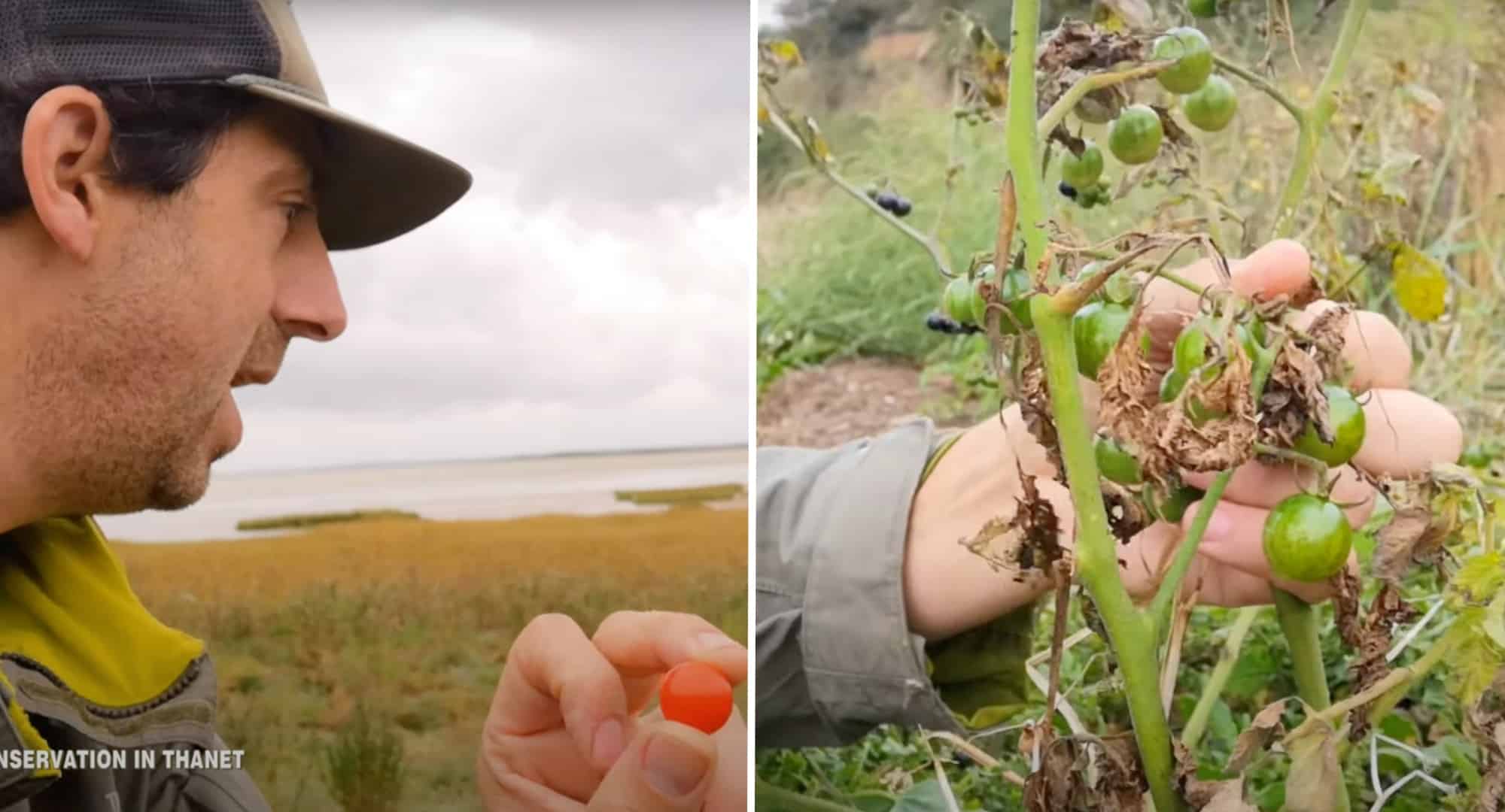 We’re saved! Tomatoes found growing in sewage in Kent countryside