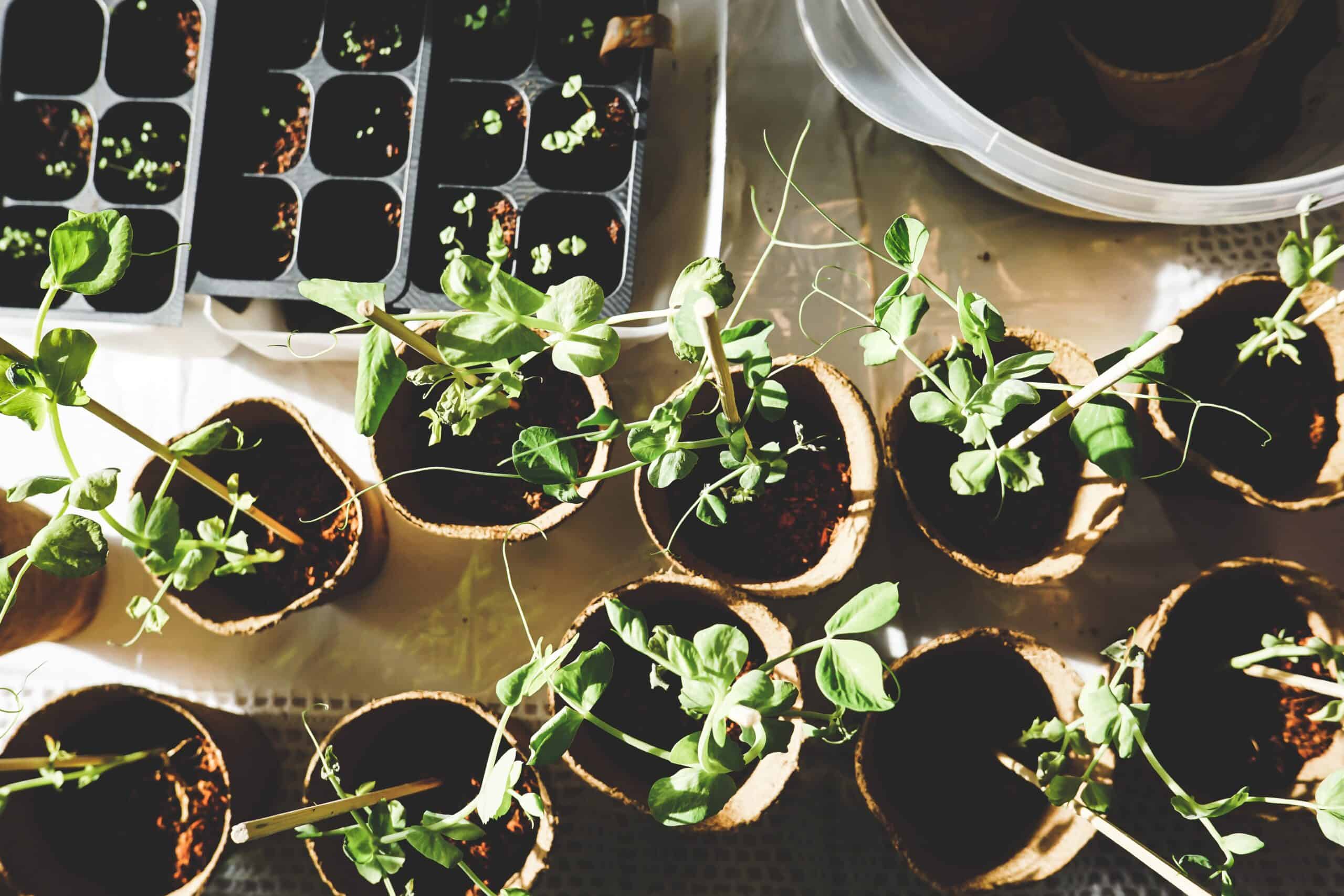 A turnip for the books: Searches for ‘how to grow your own veg’ rocket