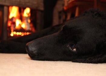 Best Dog Friendly Pub in Wiltshire