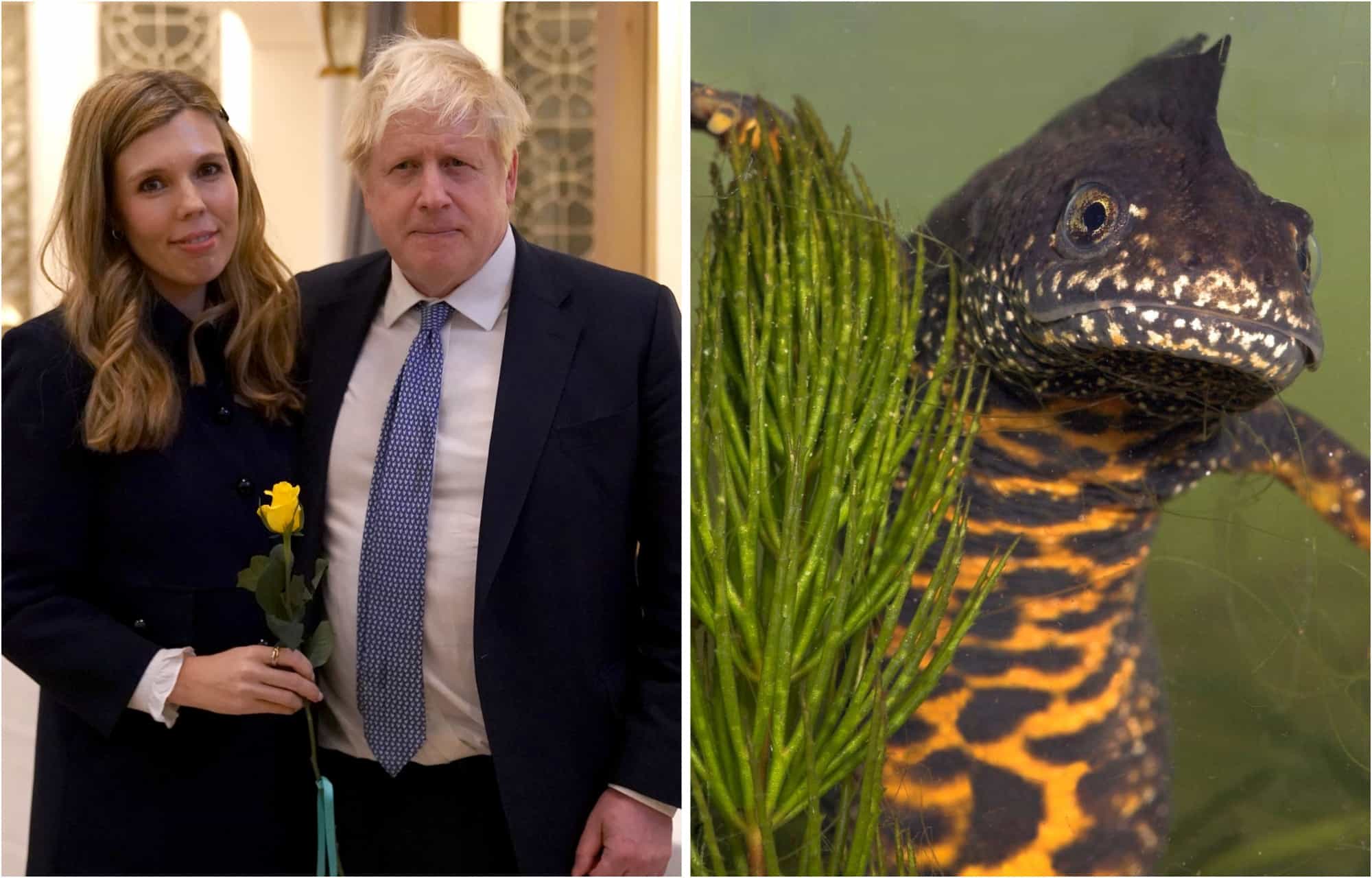 Boris Johnson’s plan to build swimming pool could be scuppered by newts