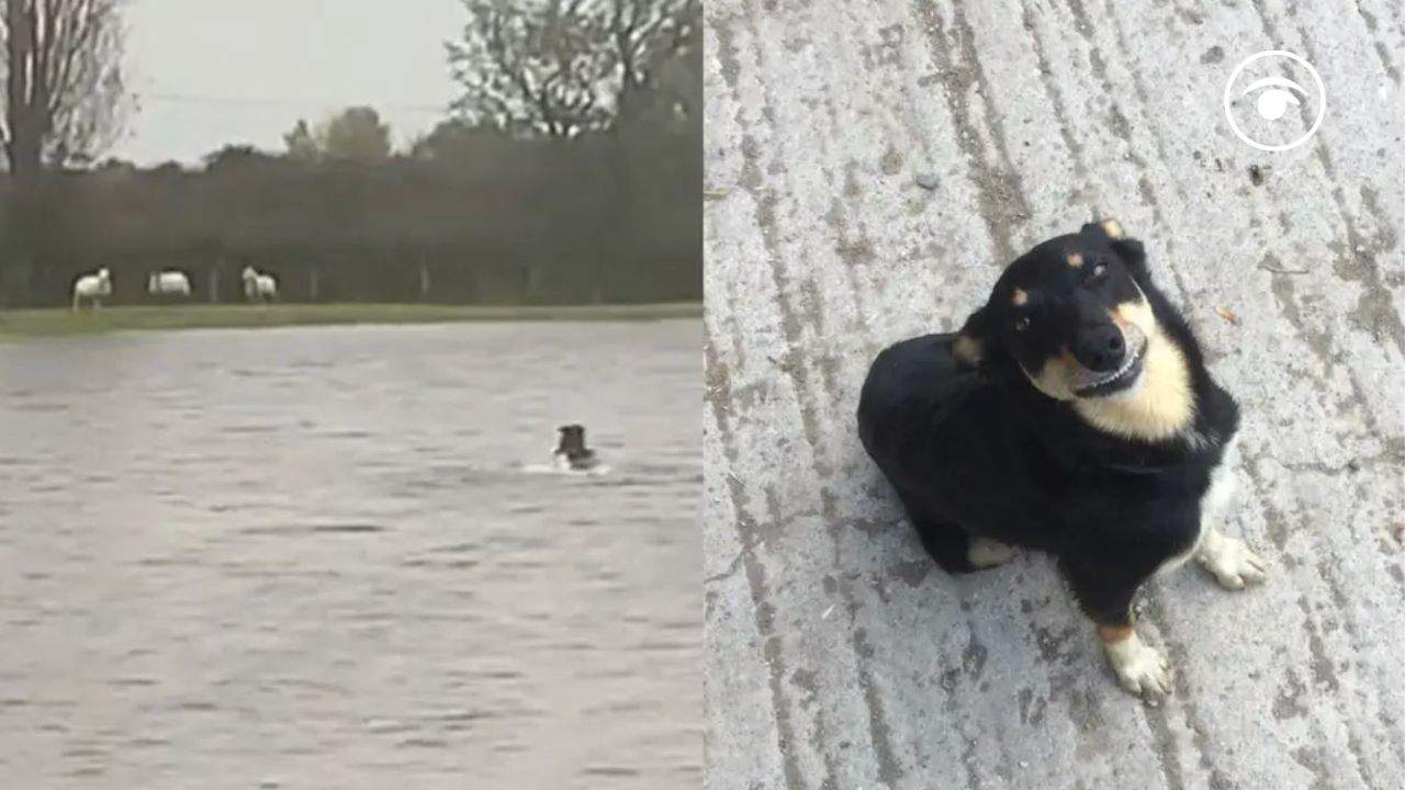 Sheepdog saves stranded ewes on Welsh farm as Storm Babet floods UK