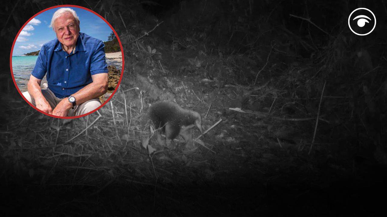 Rare egg-laying mammal named after Attenborough caught on film for first time