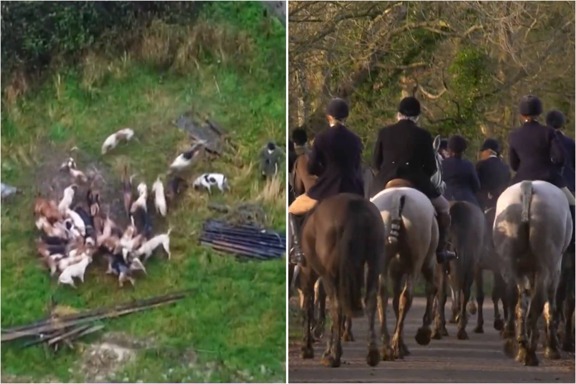 Channel 4 Drone Exposes Shocking Fox Hunting Footage   Fox Hunting 