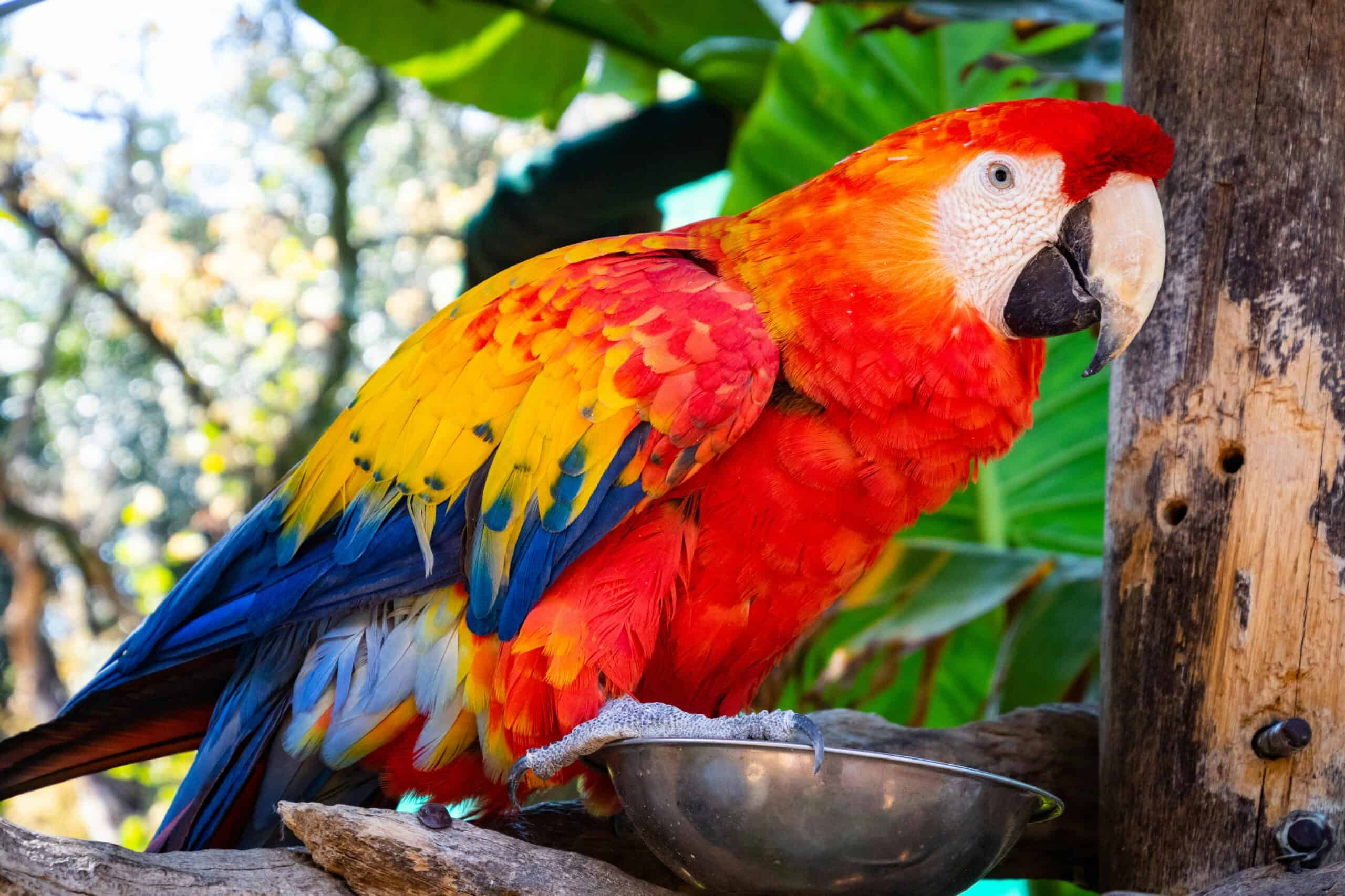 Problems at UK wildlife park as tourists told to ‘f*** off’ by parrots