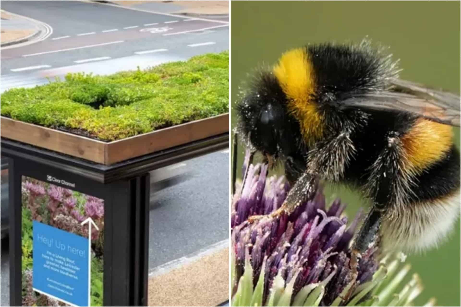 ‘Bee-friendly’ bus stops being installed in UK city