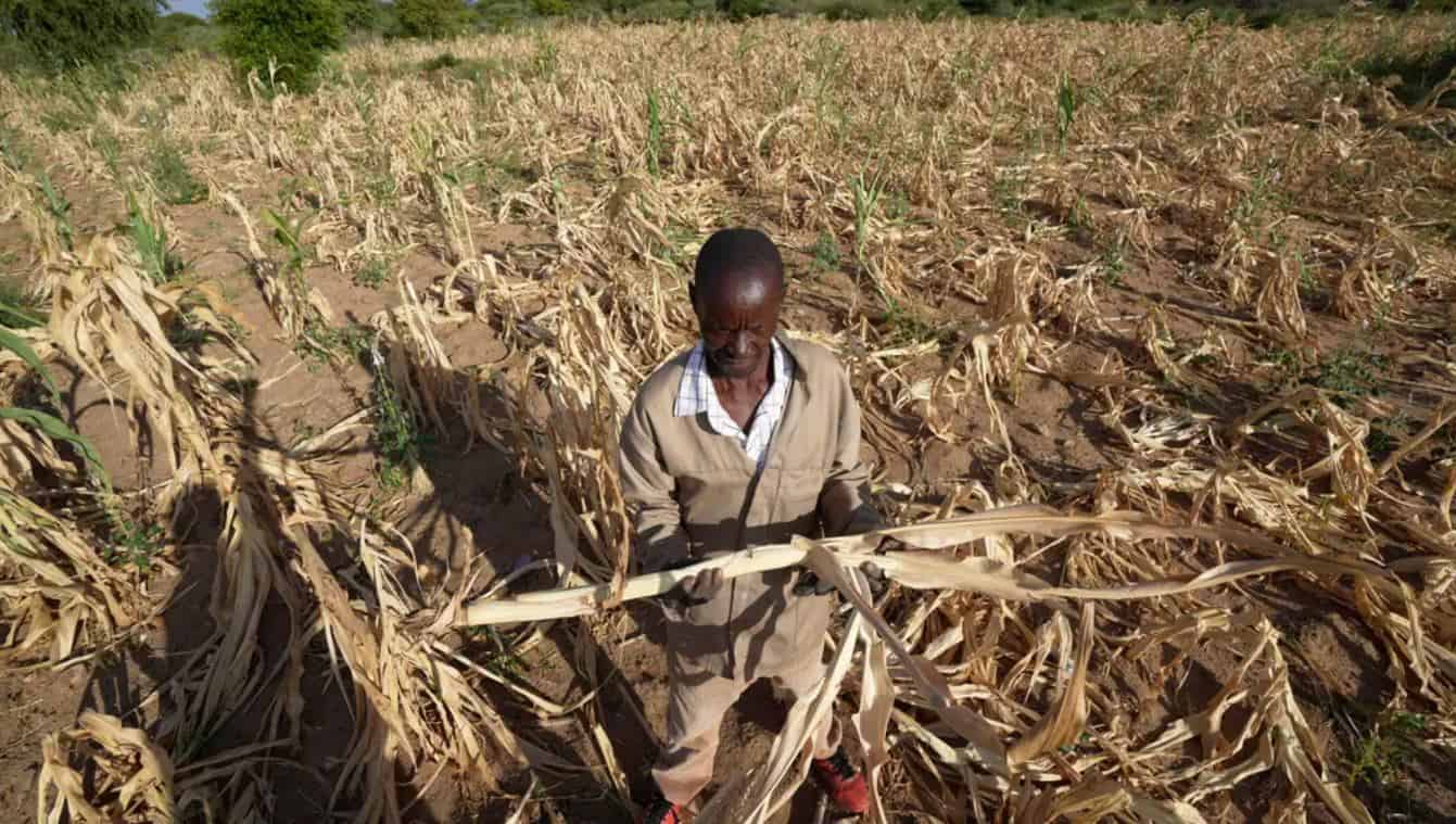 Zimbabwe declares state of disaster over widespread drought