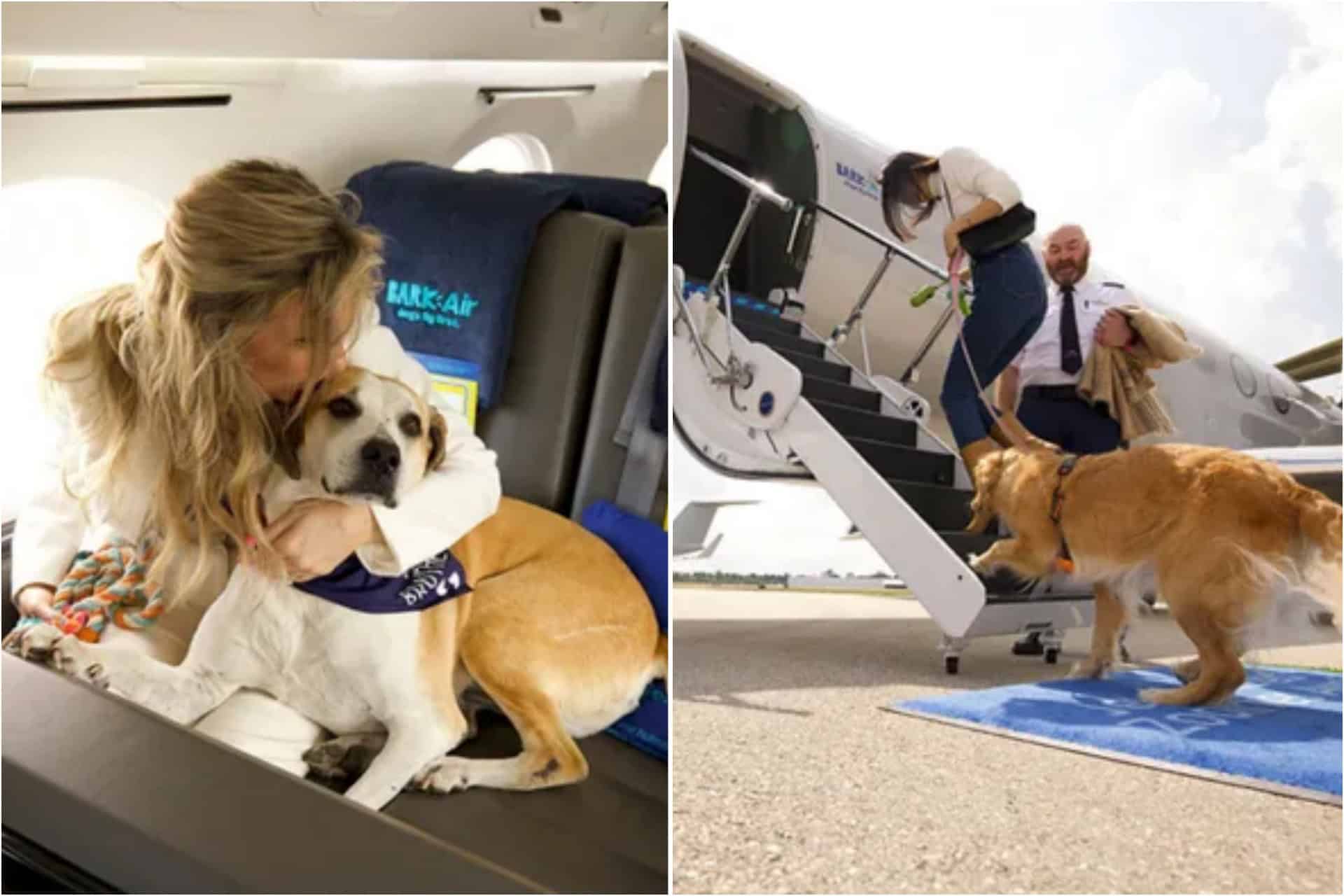 Airline dedicated to dogs is launching in the UK next month