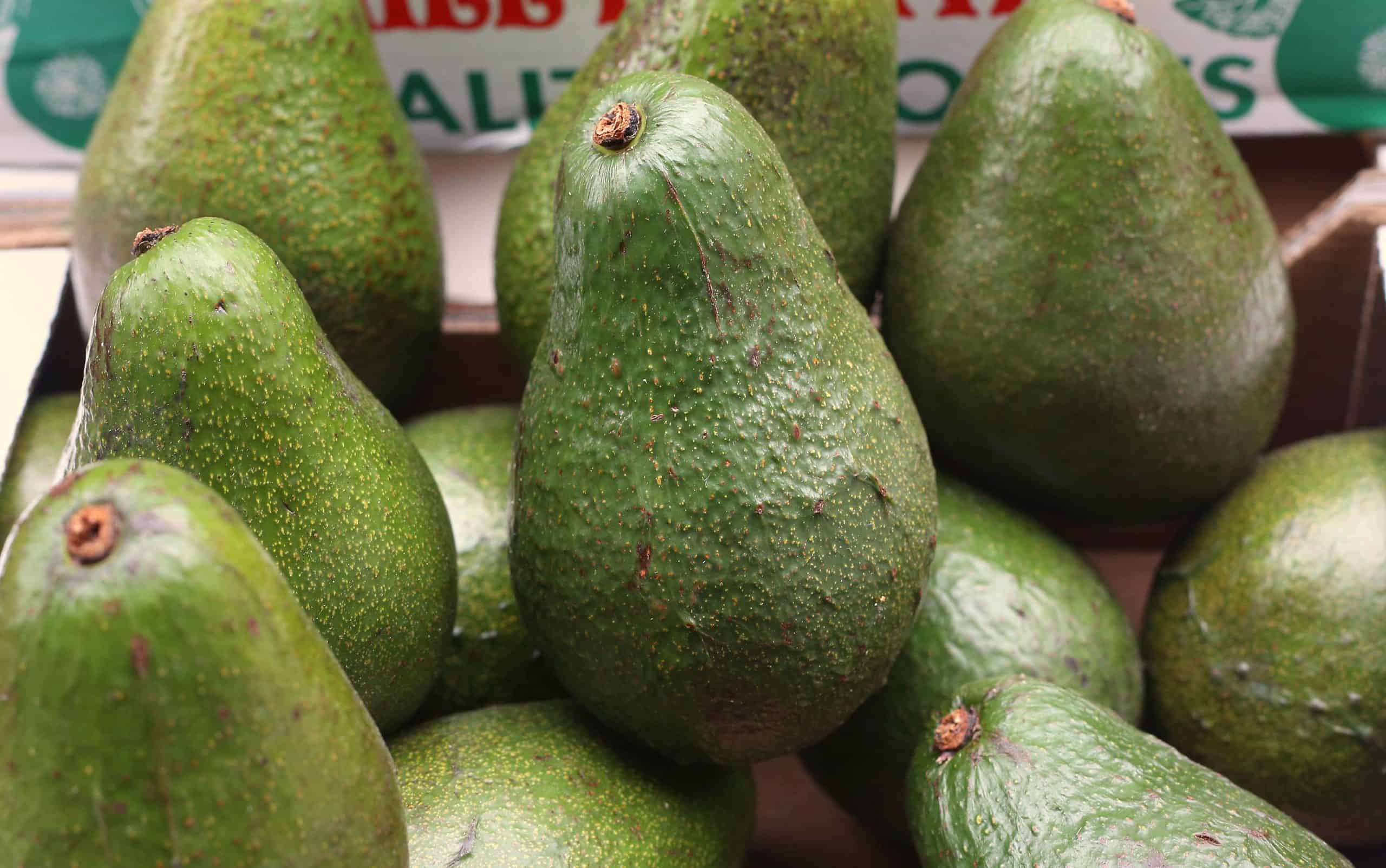 Avocado could soon be toast as climate change wreaks havoc on crops