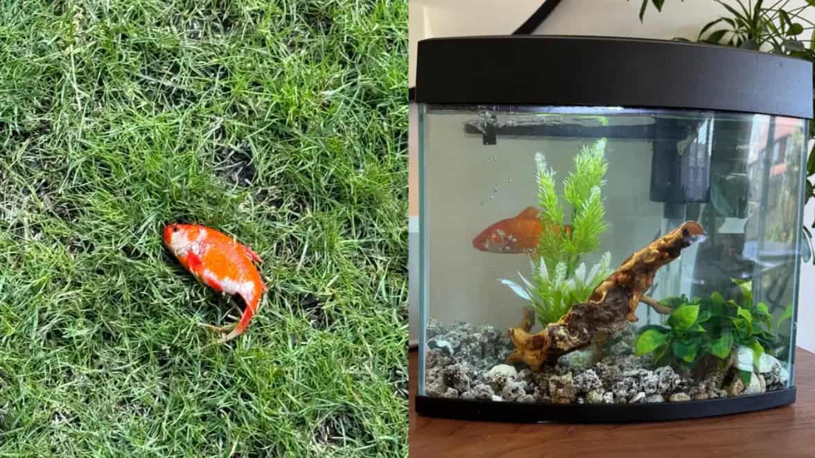 Doctor goes viral after finding mystery goldfish in garden and keeping as pet