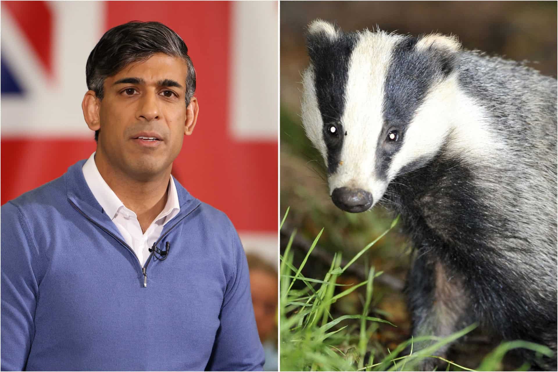 Badgers, trees and PR: The stories that dominated the 2024 General Election