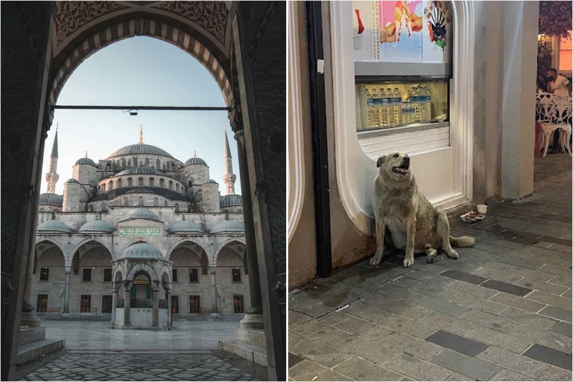 Dog known as ‘The Boulder’ is the highest-rated tourist attraction in Istanbul