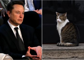 Elon Musk schooled on free speech by Larry the Cat