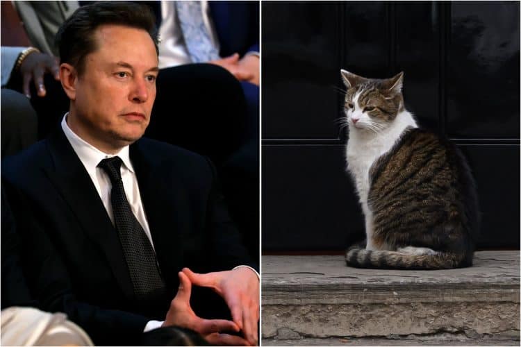 Elon Musk schooled on free speech by Larry the Cat