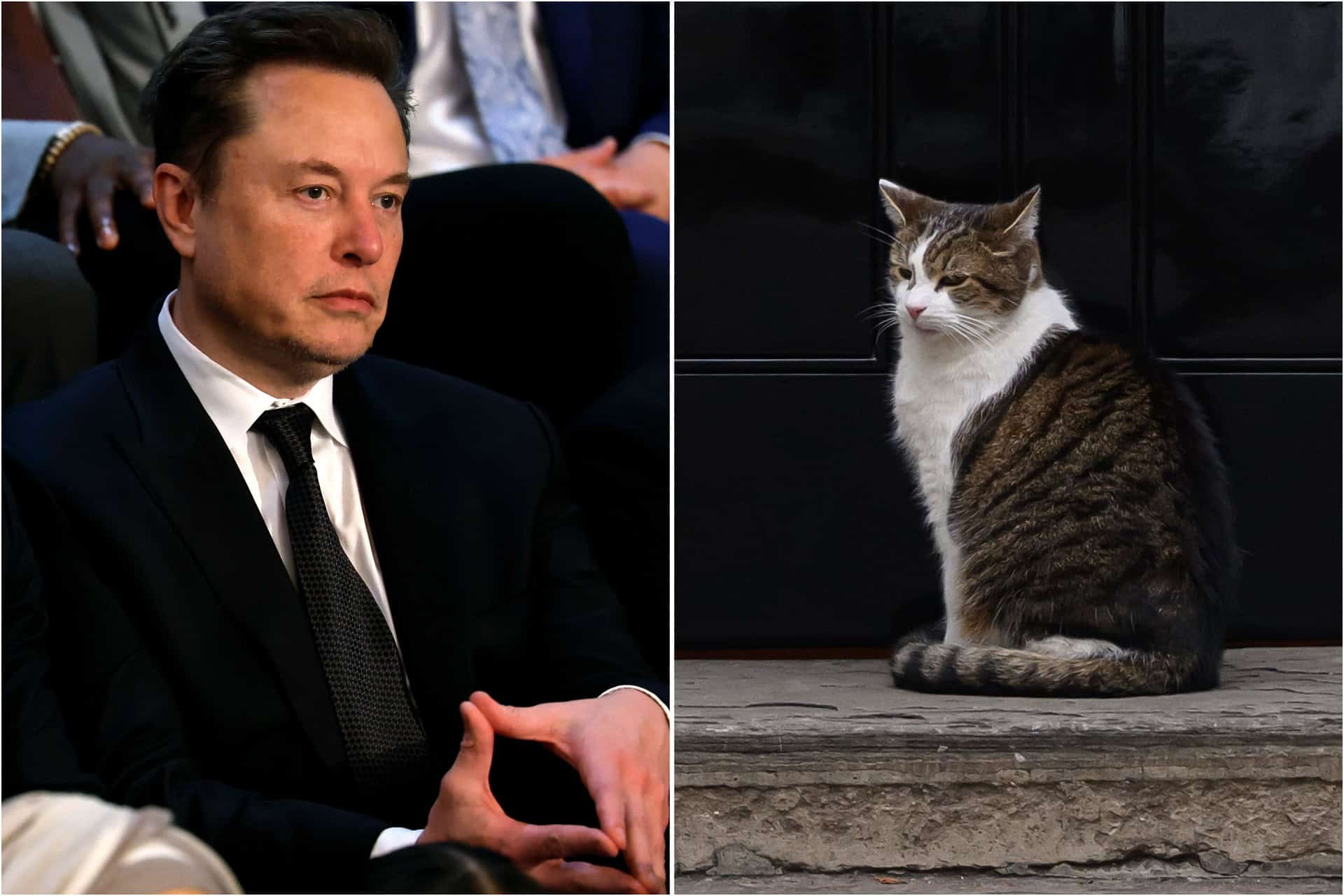 Elon Musk schooled on free speech by Larry the Cat