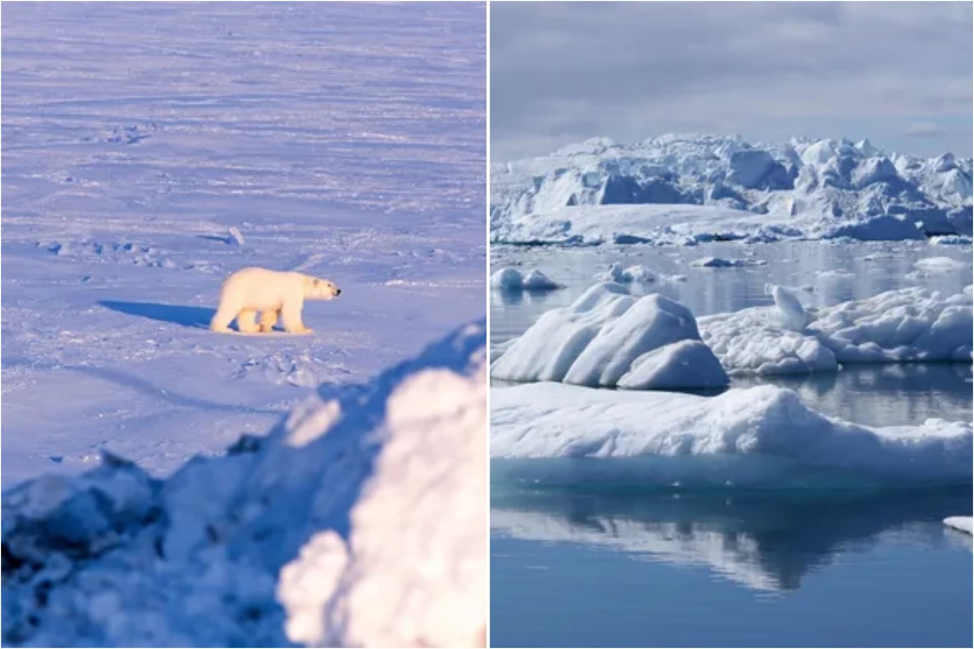 Scientists have discovered a way to ‘grow’ sea ice and refreeze the Arctic sea