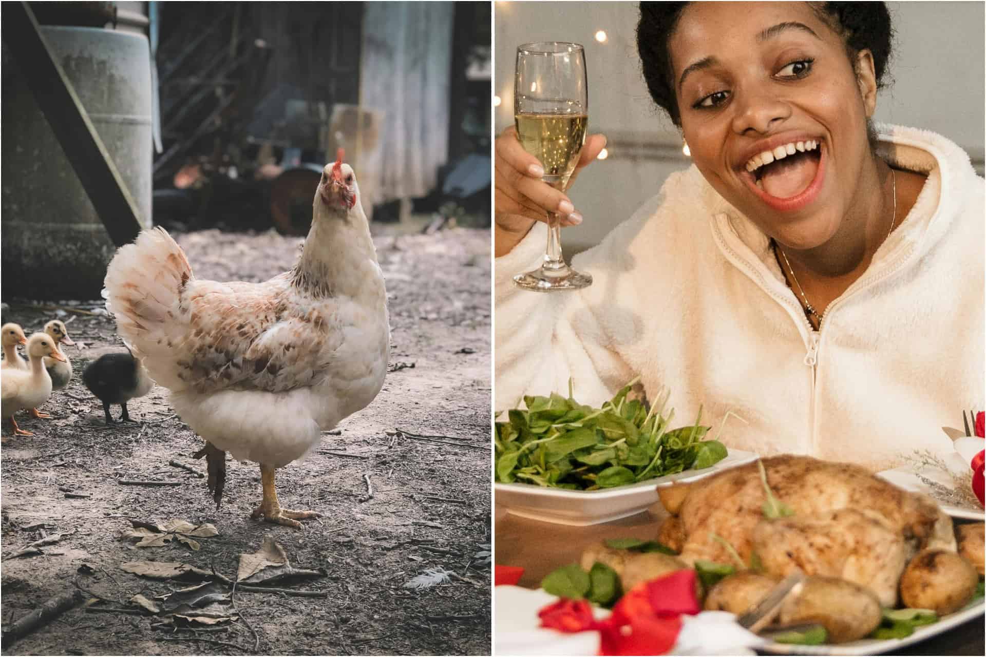 Government demand for people to register chicken ownership provokes hilarious response