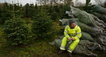 Post-Brexit ‘health checks’ on Christmas trees to ramp up costs