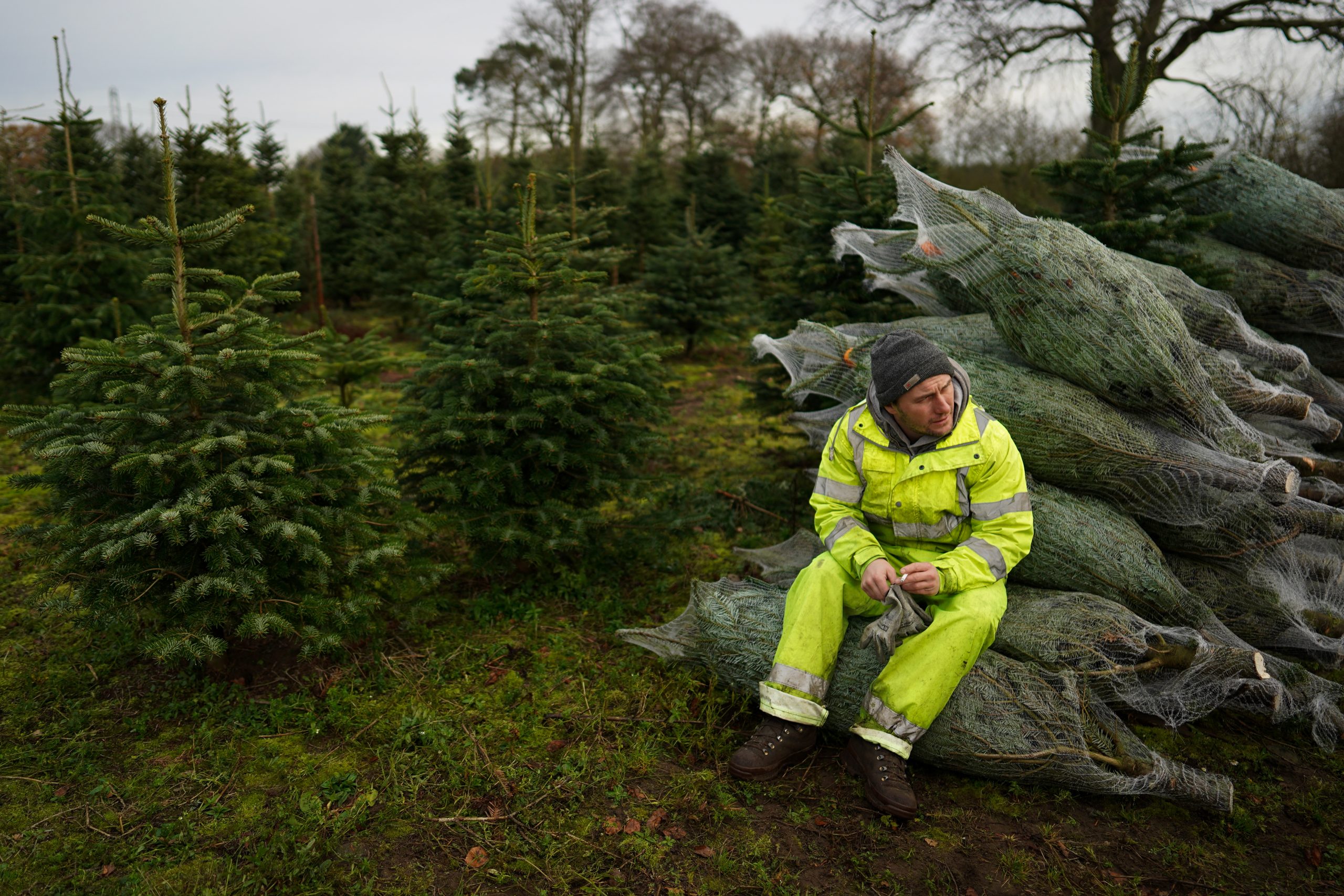 Post-Brexit ‘health checks’ on Christmas trees to ramp up costs