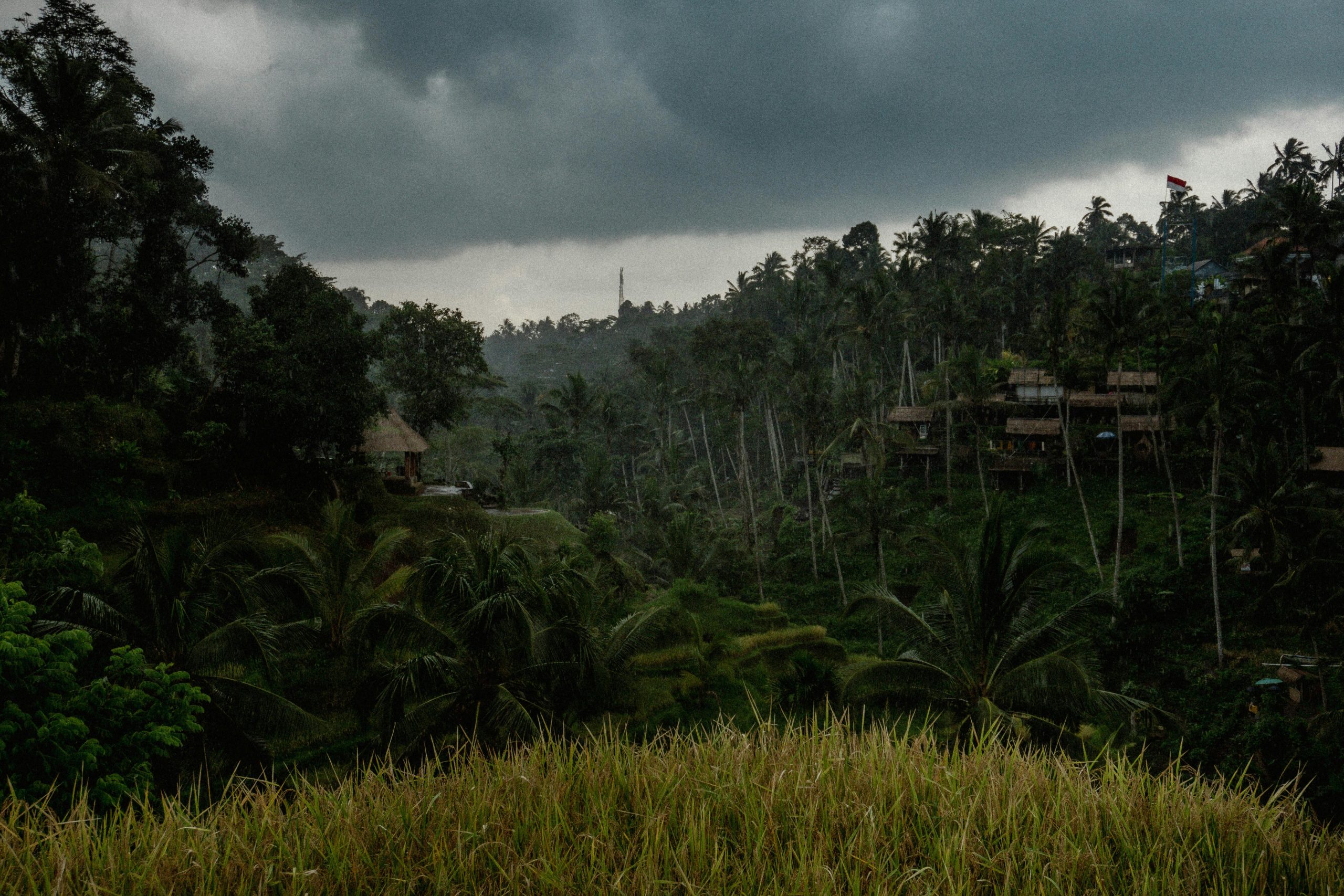 Trees absorbed almost no CO2 last year and scientists are struggling to explain why